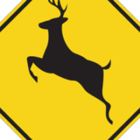 deer crossing deer crossing